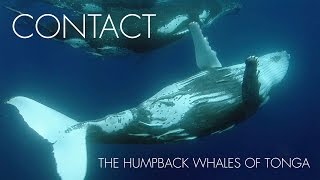 CONTACT  The Humpback Whales of Tonga [upl. by Rem]