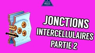 04  Les Jonctions intercellulaires Partie 2 [upl. by Ahsiad]