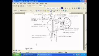 2 connections of cerebellum [upl. by Kelcy]