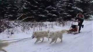 Schlittenhunderennen in Friedrichsbrunn im Harz [upl. by Tamanaha984]