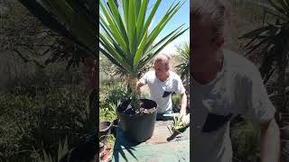 Yucca Palmen vermehren  Mediterranes Flair für Deinen Garten shorts yucca [upl. by Inalan]