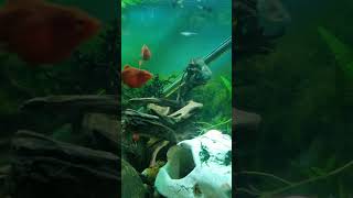 dwarf rasbora removed to new tank [upl. by Bari658]