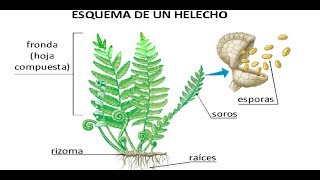 Taxonomía e Histología Vegetal Botánica Biología Preguntas Resueltas Admisión Universidad [upl. by Isidor]