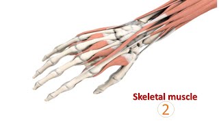 Skeletal muscle Part02 Prof Dr Md Ashfaqur Rahman [upl. by Theola]