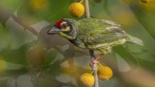 FRUIT EATING BIRDS OF RMNH CAMPUS MYSURU [upl. by Ettena406]