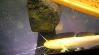 albino meerval in aquarium albino silurus glaniswelseuropean catfisheuropese meerval [upl. by Mcquade]