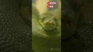 Slithering Snakes🐍animalanimalsanimalloveranimalfactsanimalshortssnakesnakevideowildlife [upl. by Htbazile]