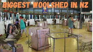 18 Stand Woolshed NZ  Ngamatea Station Shearing 2014 [upl. by Navaj]