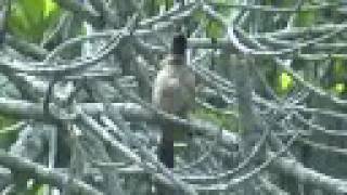 RedWhiskered Bulbul bird singing  calling sound [upl. by Olnee401]