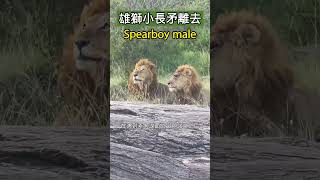 雄獅小長矛Spearboy male已被官宣死亡 獅子王國 野生動物 公獅Notch2 lion [upl. by Menon]