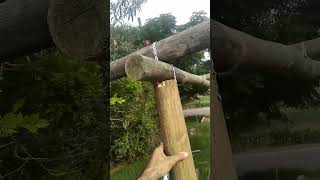 Cómo hacer una pergola economica con palos redondos Polines de madera [upl. by Tasha524]