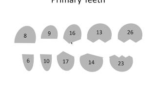 Tooth Eruption Dates  NBDE [upl. by Ailasor]