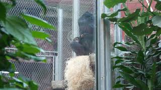 Chimpanzees screaming and litte chimpanzee jumping on other chimpanzees chimpanzee chimpanzeesound [upl. by Anahs]