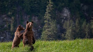 The Lush Scenery Of Canadas Great Bear Rainforest [upl. by Ztnarf946]