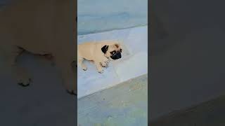 pug pugglelife funny puggle comedy pugged pets itstotothepug doglover [upl. by Driscoll172]