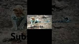 Leopard stealing from a crocodile animals leopard wildlife shorts subscribe fyp fypシ゚viral [upl. by Niehaus]