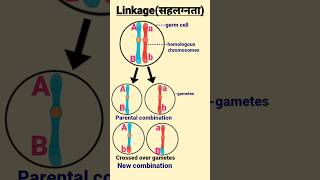 Linkage  सहलग्नता  Linked genes linkage genetics biology shorts  science [upl. by Llerod]