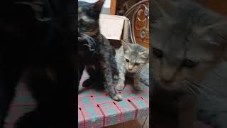 Cute 😍 Fluffy Kittens 😸 😍 💖 Playing TheDodo AdorablePaws cats catlover shorts trending [upl. by Arber]