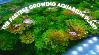 Limnophila Sessiliflora Ambulia the FASTEST growing Aquarium Plant and Ill prove it [upl. by Adnuahsal]