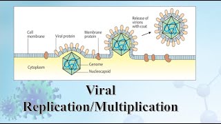 Viral replication explained in Urdu [upl. by Mani]