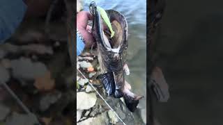 Pesca de Flatheaded catfish con señuelo parati comment [upl. by Olivann]