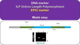 ILP marker Intron Length Polymorphism Intron targeting polymorphism Exonprimed introncrossing [upl. by Alarise]