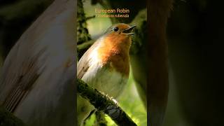 European Robins musical song  Bird Sounds shorts [upl. by Wilmar507]