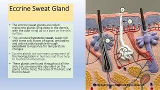 Glands amp Types of Hormones [upl. by Allerim293]