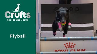 Flyball SemiFinals amp Final Part 1  Crufts 2023 [upl. by Nyliret]