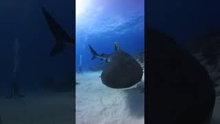 How is to dive with Tiger sharks Bahamas shark bahamasdiving sharkdiving sharkvideo tigershark [upl. by Aloysius]