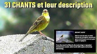 31 CHANTS doiseaux et leur description 1 [upl. by Fifine]