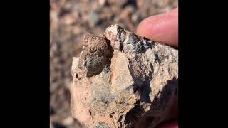 Fossil hunting with my buddy Dave finding crinoids and shell fossil [upl. by Aihsetel643]