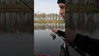 Forellen Montage Einfach doch sehr effektiv BigS shorts fishing angeln forelle troutcatcher [upl. by Sile]