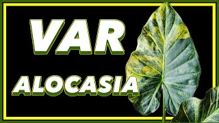 The Variegated ALOCASIA Guide [upl. by Aynav]