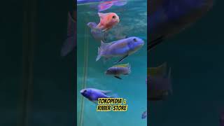 Cynotilapia afra Jalo Reef cichlid fishaquarium africancichlid [upl. by Llemrej476]