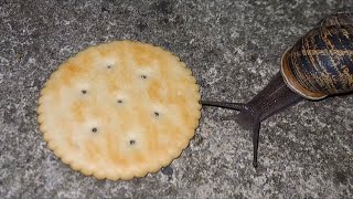 Snail Eating Ritz Cracker But There’s Doom Music [upl. by Silberman]