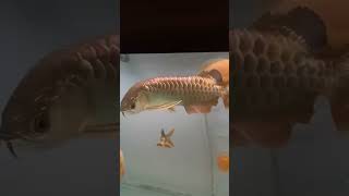 Golden Crossback arowana [upl. by Ellerahs]