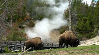 Bison steaming themselves at Geyser  Yellowstone National Park May 2023 [upl. by Pincus329]