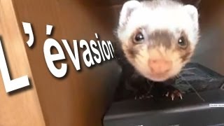 LÉVASION  PAROLE DE FURET [upl. by Eras]