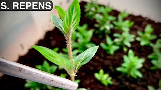 Staurogyne Repens  How to Propagate Staurogyne Repens Emersed [upl. by Narmak]