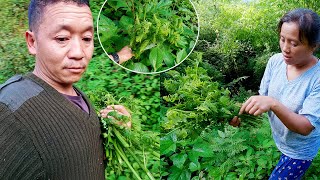 Finding fiddlehead fern vegetable in the jungle bhumivillagevlogs [upl. by Hastings]