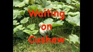 Cushaw Harvest 2024 [upl. by Che]