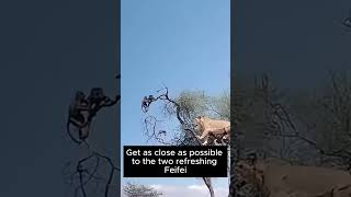 Lion captures baboon hiding in tree 23 shorts animals wildlife [upl. by Llenaj185]