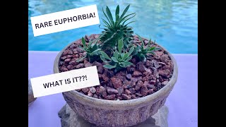 Rare Euphorbia Cocklebur Hybrid Succulent  Episode 152 [upl. by Yonina]