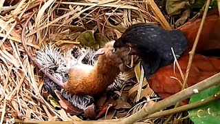 Greater coucal bird tries to bite a mouse in the nest [upl. by Iggie608]