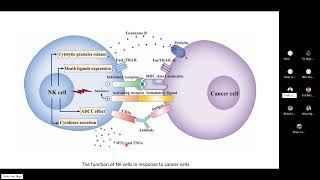 Immunoseminar 32 CARNK cells in combination therapy against cancer [upl. by Nede]