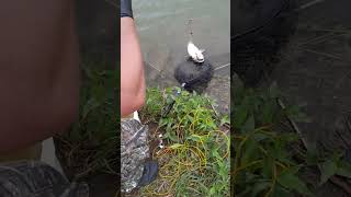 Biggest catfish ever caught by me in North Dakota [upl. by Leciram870]