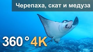 360° Дайвинг с черепахой скатом и медузой 4К подводное видео Русская озвучка [upl. by Mae72]