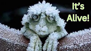 The Incredible Survival of the Alaskan Wood Frog [upl. by Renault]