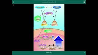 Anastrozole  Exemestane  أناستروزول  إكسيميستان [upl. by Berlyn]